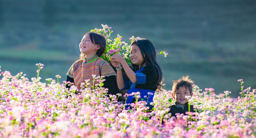 Hà Giang Mùa Hoa Tam Giác Mạch 