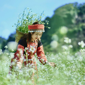 Du Lịch Tây Bắc: Mộc Châu – Sơn La – Điện Biên – Sapa 5 ngày 4 đêm