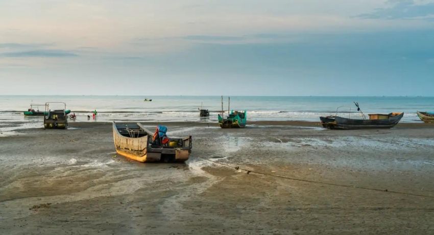 Trà Cổ Móng Cái