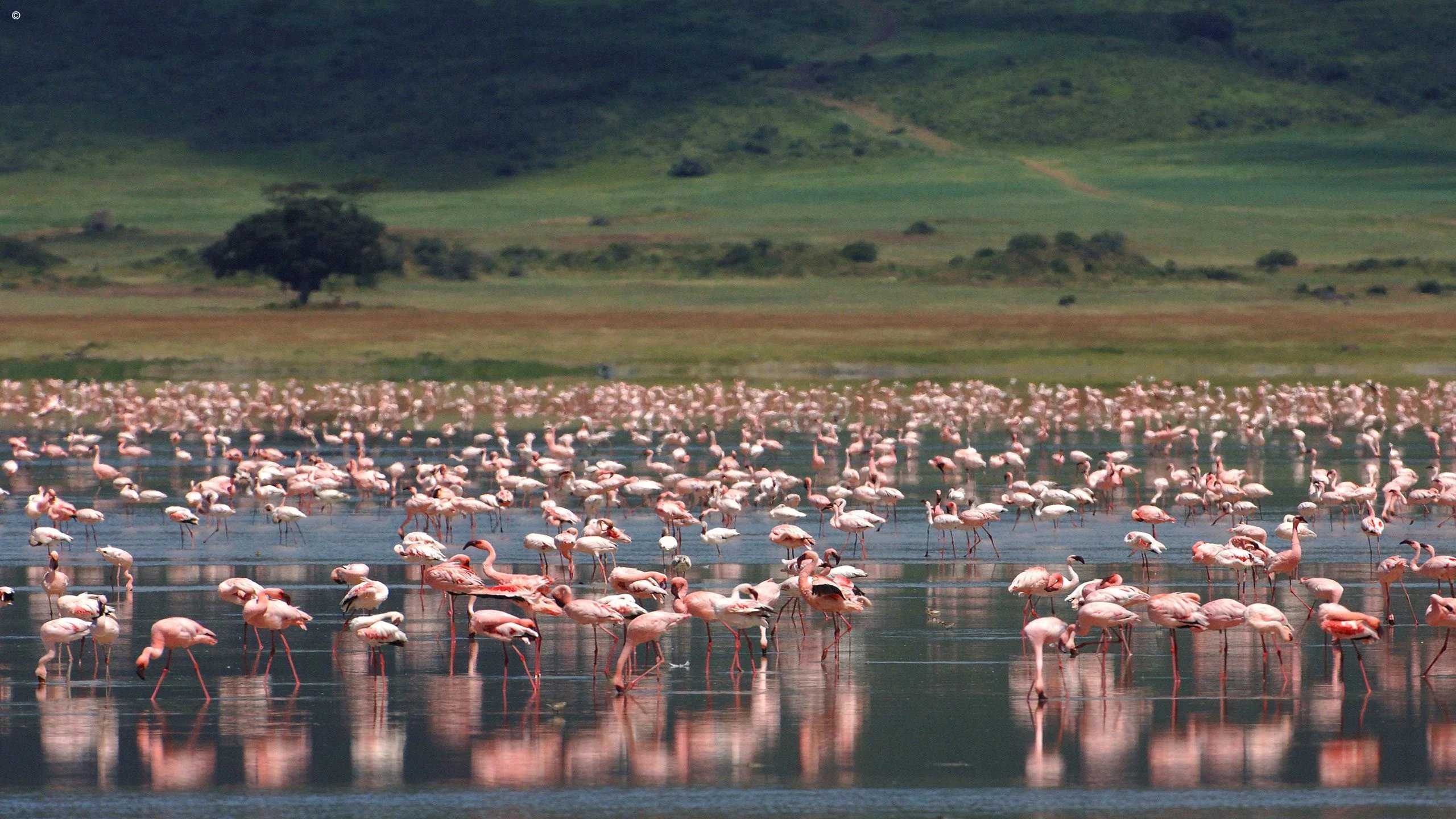 Chim Hồng Hạc tại Hồ Magadi