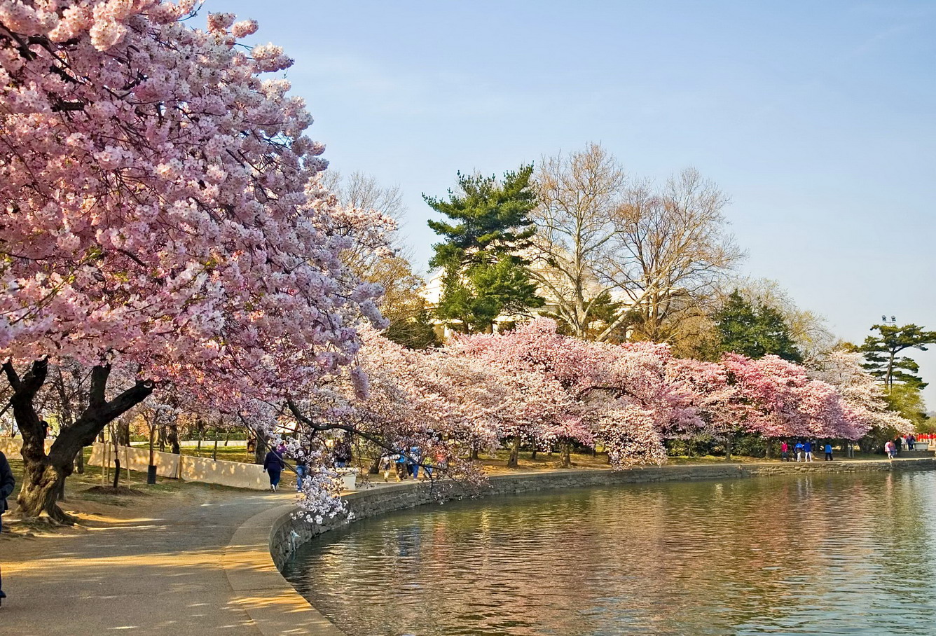 Hoa Anh Đào Washington DC Mỹ