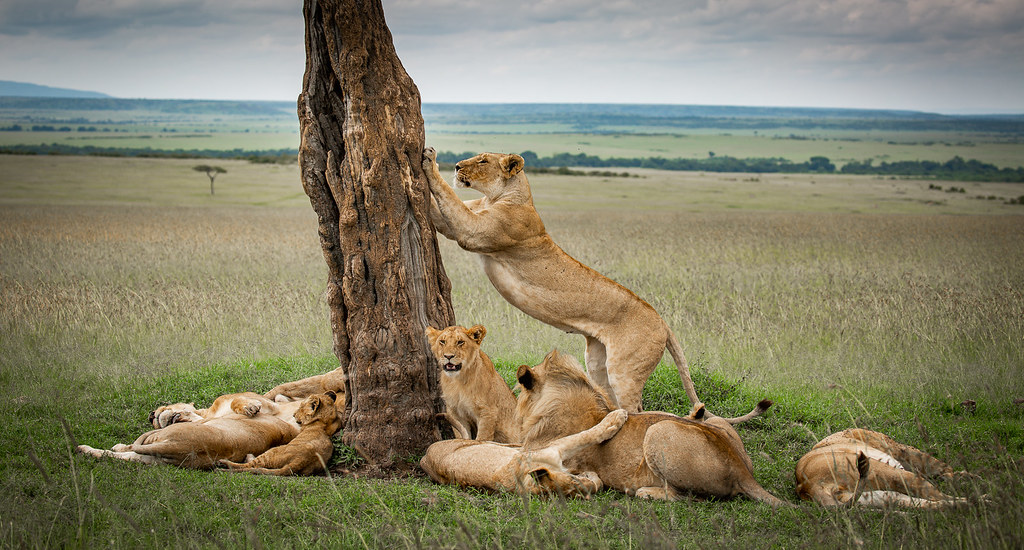 Khu Bảo Tồn Maasai Mara