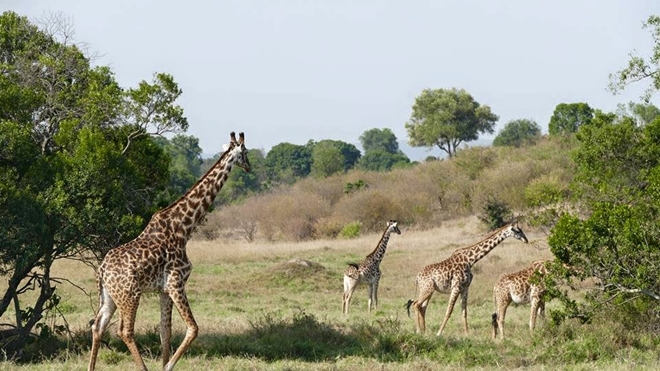 Khu bảo tồn Serengeti Kenya