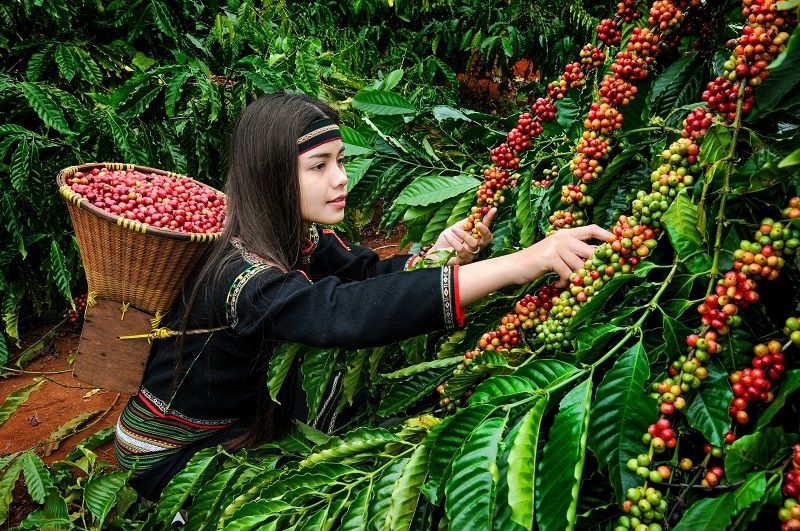 Khám phá Làng cà phê Trung Nguyên